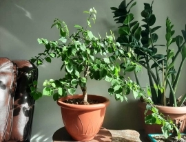 Bougainvillea bonsai trained 6 years in the pot