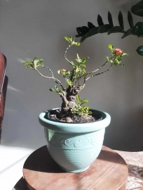 Lotus ixora bonsai