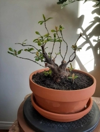 Lotus ixora bonsai