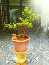 1 em ổi găng bonsai thân lượn lắc . Bệ đế quái