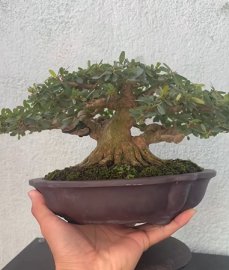 Vietnamese blue bell mini bonsai tree