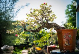 Bougainvillea tree