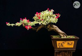 Bougainvillea tree