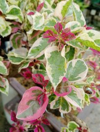 Bougainvillea tree