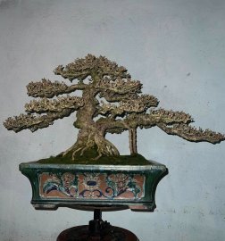 Antidesma acidum bonsai tree