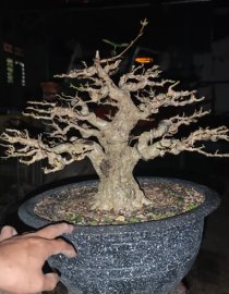 Dâm bụt bonsai