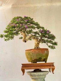 Desmodium unifoliatum bonsai tree