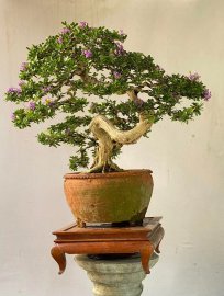 Desmodium unifoliatum bonsai tree