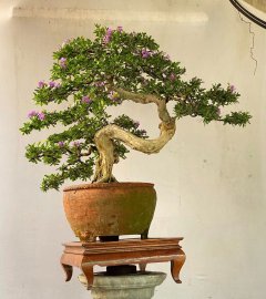 Desmodium unifoliatum bonsai tree