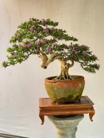 Desmodium unifoliatum bonsai tree