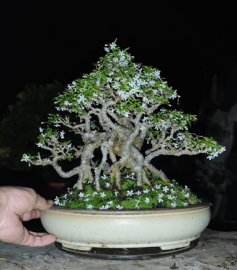 Flowers at night waterjasmine