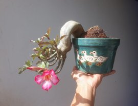 Thailand Desert rose mini tree