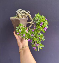 Desmodium unifoliatum tree with flowers