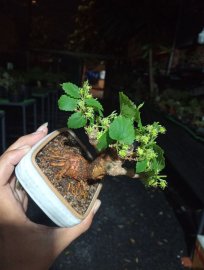 Mulberry mini tree