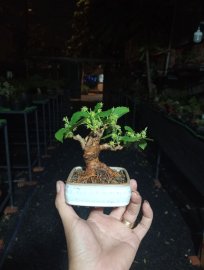 Mulberry mini tree