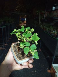 Mulberry mini tree