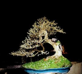 Desmodium unifoliatum bonsai artwork