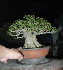 Water Jasmine tree