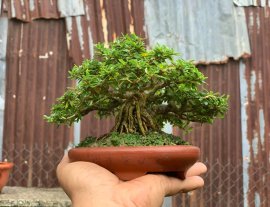 Desmodium unifoliatum mini tree