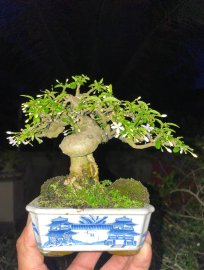 Water Jasmine super mini tree