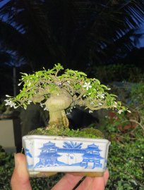 Water Jasmine super mini tree