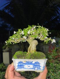 Water Jasmine super mini tree