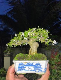 Water Jasmine super mini tree