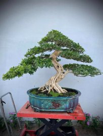 Orange jasmine bonsai tree