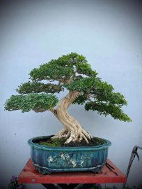 Orange jasmine bonsai tree