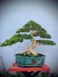 Orange jasmine bonsai tree