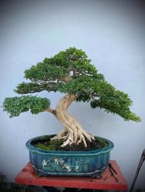 Orange jasmine bonsai tree