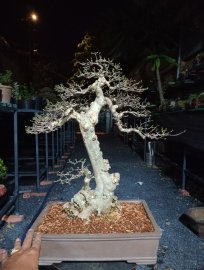 Water Jasmine tree