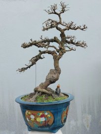 Tamarind tree