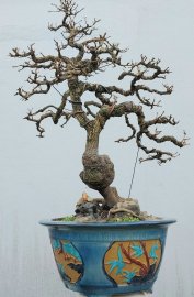 Tamarind tree