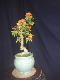 Bougainvillea tree with orange flowers