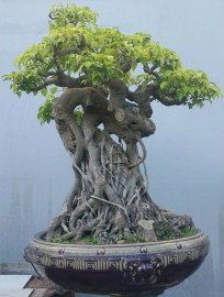 Ficus benjamina bonsai tree