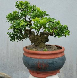 Mock Lemon mini tree