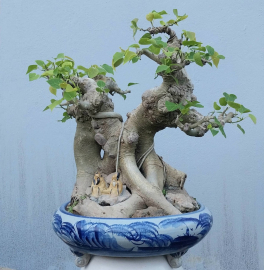 Bodhi mini tree