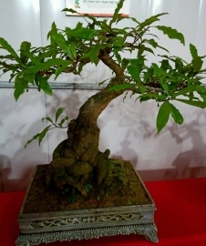 Cây hoa lộc vừng