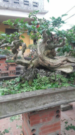 Hoa giấy tím bonsai