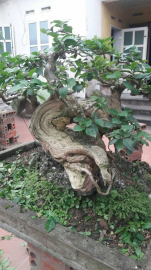 Hoa giấy tím bonsai