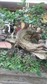 Hoa giấy tím bonsai