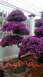 Hoa giấy tím bonsai