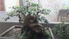 Hoa giấy tím bonsai