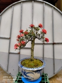 Mời mọi người cùng ngắm một số tác phẩm Bonsai