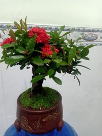 Em đây tên gọi Trang sen...