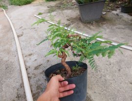 Me Thái mini được anh em tặng vườn cộng đồng chia sẻ đến ACE!
