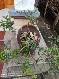 Bonsai Lựu