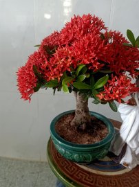 Khổng Minh Gia Cát Lượng đang bấm quẻ xem khi nào bán được cây này !