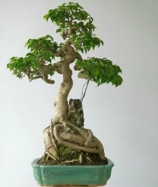 Cây Sanh bonsai bàn trà đẹp